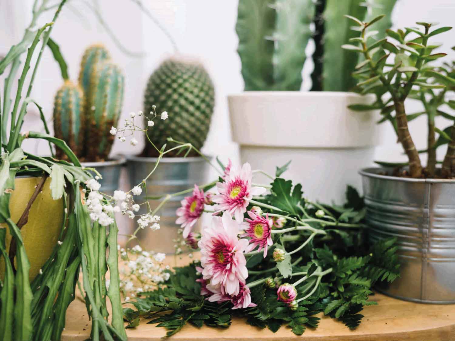 فروشگاه اینترنتی گل و گیاه گیانیل